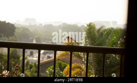 tessitore Baglafecht (Ploceus baglafecht) su una ringhiera che guarda verso di te Foto Stock