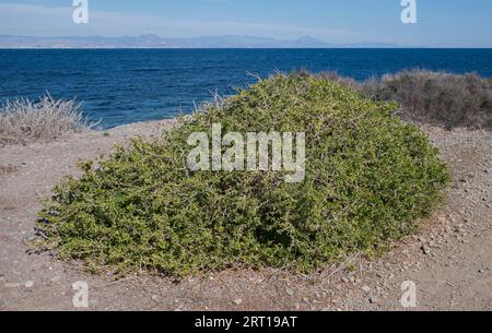 Withania frutescens. Foto scattata nell'isola di Tabarca, provincia di Alicante, Spagna Foto Stock