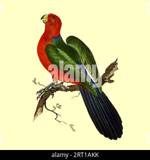 Il pappagallo splendente di color marrone o pappagallo rosso splendente (Prosopeia tabuensis), [qui come Psittacus Tabuensis, Tabuan Parrot ] è una specie di pappagallo della famiglia Psittaculidae. È endemica delle isole di Vanua Levu e Taveuni nella placca colorata delle Figi, oppure, miscellany mensile di esotica storia naturale di Donovan, E. (Edward), 1768-1837 volume 3 1825 composto da piatti elegantemente colorati con appropriate indicazioni scientifiche e generali delle più curiose, scarse e belle produzioni della natura che sono state recentemente scoperte in varie parti della bacchetta Foto Stock