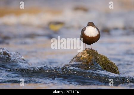 Cetis cetis dipper con gola bianca in piedi su roccia con muschio nel fiume che scorre veloce guardando la macchina fotografica nelle giornate di sole Foto Stock