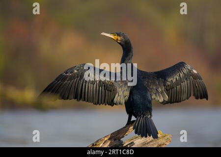 Un uccello cormorano (Phalacrocorax carbo) in piedi sul tronco di albero morto che diffonde le sue ali con sfumature nere lucide per asciugarsi alla luce del sole Foto Stock