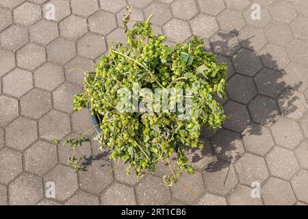 Vista dall'alto verso il basso della benna piena di spaghi dopo il salto Foto Stock