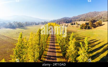 L'iconica Gould Memorial Drive in autunno colori sulla Buxton-Marysville Rd vicino alla città di campagna di Marysville in Victoria, Australia Foto Stock