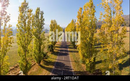 L'iconica Gould Memorial Drive in autunno colori sulla Buxton-Marysville Rd vicino alla città di campagna di Marysville in Victoria, Australia Foto Stock