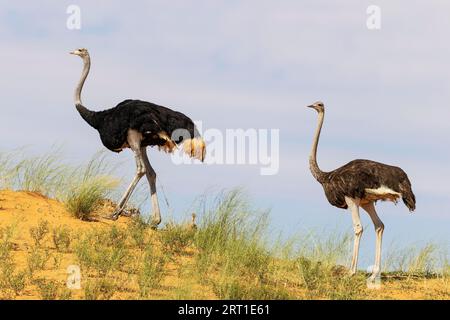 Struzzo (Struthio camelus). Femmina sulla destra e maschio sulla cresta di una duna di sabbia coltivata in erba. In mezzo a loro una ragazza. Deserto del Kalahari Foto Stock