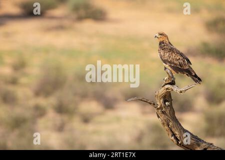 Aquila di Tawny (Aquila rapax). Arroccato. Deserto del Kalahari, Parco transfrontaliero di Kgalagadi, Sudafrica Foto Stock
