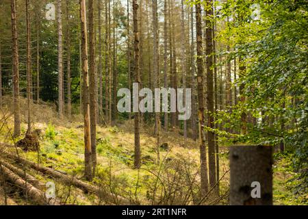 Alberi morti nella zona di Hinterhermsdorf Foto Stock