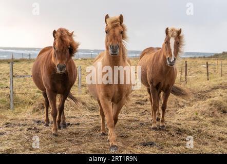 Mandria di pony dell'isola con manes volanti in un pascolo nel nord dell'Islanda Foto Stock