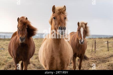 Mandria di pony dell'isola con manes volanti in un pascolo nel nord dell'Islanda Foto Stock