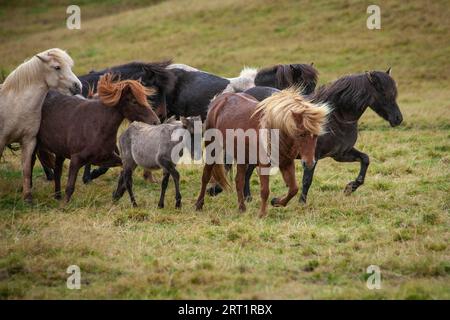 Mandria di pony dell'isola con manes volanti in un pascolo nel nord dell'Islanda Foto Stock