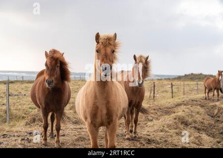 Mandria di pony dell'isola con manes volanti in un pascolo nel nord dell'Islanda Foto Stock