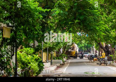 In piedi in mezzo a una strada con grande e bella alley alberi in Puducherry, India del Sud Foto Stock