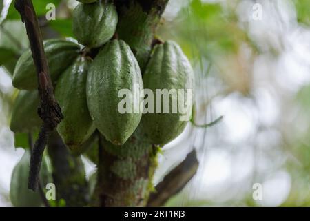 Noce moscata appesa ad albero in Kerala, India del sud Foto Stock