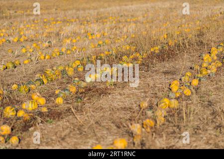 Campo con righe di zucche pronto per il raccolto in Ottobre Foto Stock