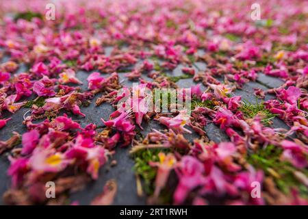 Da vicino, vista panoramica dei fiori di castagno rosa che giacciono sul pavimento medievale in ciottoli a Regensburg, Germania Foto Stock