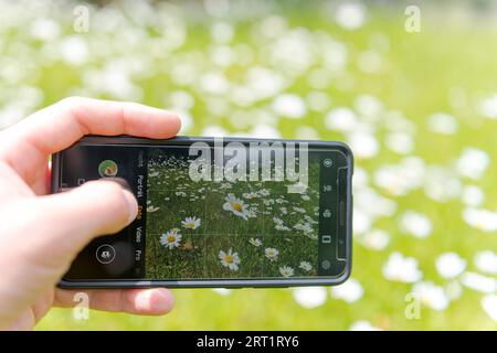 Smartphone con mano umana che scatta foto di un bel prato di fiori selvatici Foto Stock