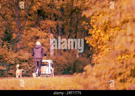 Una donna irriconoscibile vista da dietro che va a fare una passeggiata con il suo cane al guinzaglio e un passeggino al mattino presto con foglie di alberi colorate in autunno Foto Stock