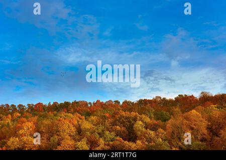 Linea di alberi splendidamente multicolore autunno fogliame nel mese di ottobre con cielo blu e nuvole in giornata di sole Foto Stock