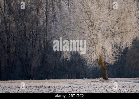 Albero singolo in inverno con brina e neve in piedi prima linea di alberi con nebbia fitta sullo sfondo Foto Stock