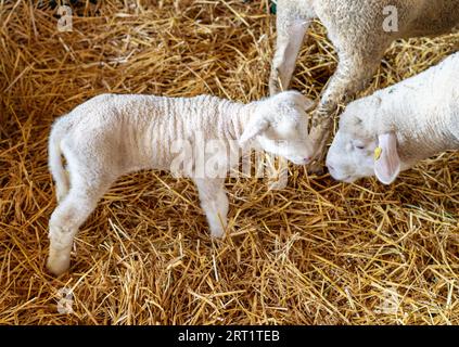 Adorabile agnello bianco appena nato con pecore nel paddock dell'azienda agricola. Foto Stock