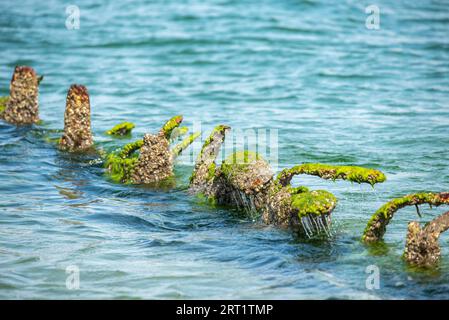 Vecchia groyne d'acciaio nel Mare del Nord Foto Stock