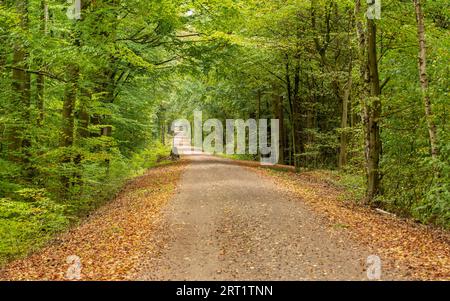 Sentiero nella foresta attraverso la Ville Kottenforst Foto Stock