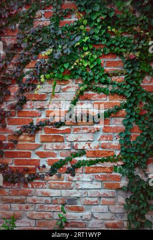 Uva selvatica su un vecchio muro di mattoni rossi. Sfondo verticale con vignetta Foto Stock