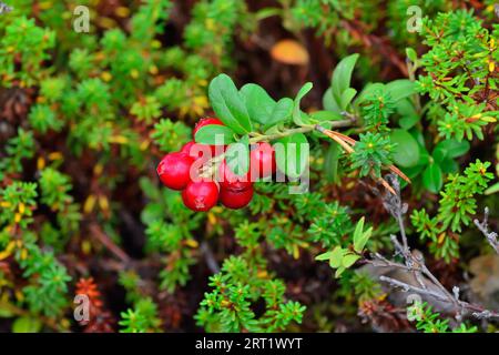 Frutti di bosco rossi maturi di un cowberry da vicino alla luce del sole Foto Stock