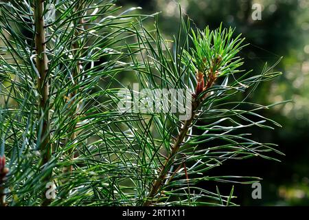 Rami di pino primo piano nella luce di sfondo. Splendido sfondo naturale Foto Stock