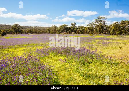 Una calda giornata primaverile con campi di fiori nel Plenty Gorge State Park nel nord di Melbourne, Victoria, Australia Foto Stock