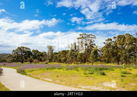 Una calda giornata primaverile con campi di fiori nel Plenty Gorge State Park nel nord di Melbourne, Victoria, Australia Foto Stock