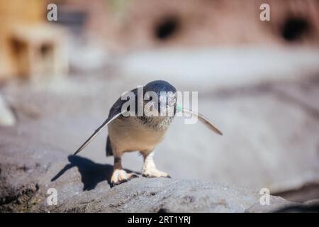 Christchurch, nuova Zelanda, 17 settembre 2020: Pinguini presso l'International Antarctic Centre, una popolare attrazione turistica nei pressi di Christchurch Foto Stock