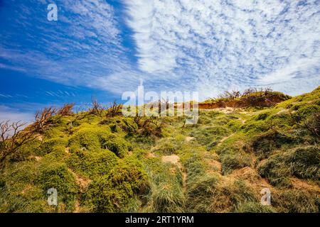 L'iconica Cape Woolamai Surf Beach e Cowrie Patch Beach a Phillip Island, Victoria, Australia Foto Stock