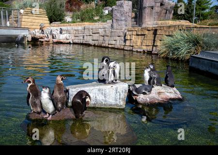 Frederiksberg, Danimarca, 25 agosto 2019: Un gruppo di pinguini nello zoo di Copenaghen Foto Stock