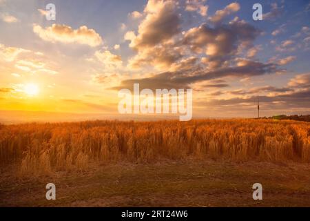 Dal punto panoramico sul Rockauer Hoehe, conosciuto come Sachsens Hiefel, puoi guardare attraverso Dresda fino alle montagne Osterzgebirge. In primo piano Foto Stock