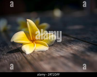 Il fiore di kamboja (Plumeria), un genere di piante da fiore della famiglia Apodynaceae, conosciuto anche come fiori di Lei e Frangipani, in fuoco superficiale su un legno Foto Stock