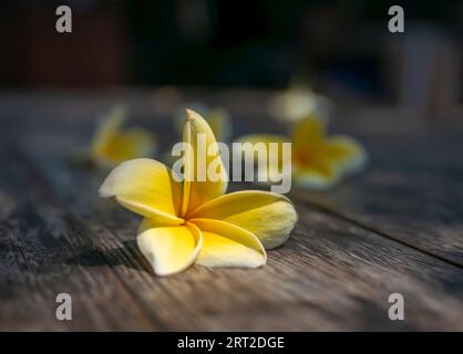 Il fiore di kamboja (Plumeria), un genere di piante da fiore della famiglia Apodynaceae, conosciuto anche come fiori di Lei e Frangipani, in fuoco superficiale su un legno Foto Stock