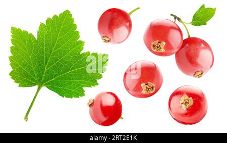 Raccolta di frutti di ribes rosso e una foglia, isolata su fondo bianco Foto Stock