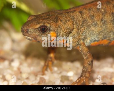 Primo piano dettagliato su una femmina del Cynops cyanurus, in pericolo di estinzione, di Chuxiong, abbellito dal fuoco, in un acquario Foto Stock