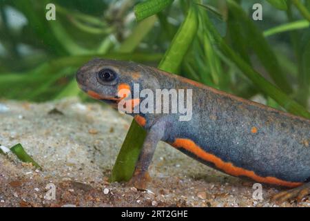 Primo piano dettagliato su una femmina del Cynops cyanurus, in pericolo di estinzione, di Chuxiong, abbellito dal fuoco, in un acquario Foto Stock