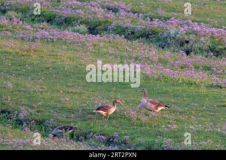 Oche Greylag (Anser anser) sulle paludi saline dell'isola di Juist, Germania, nel Mare del Nord della Frisia orientale Foto Stock