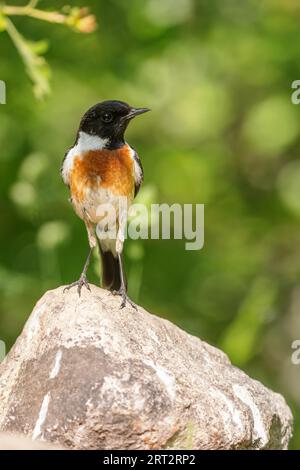 La sassicola rubicola (Saxicola rubicola) è seduta su una pietra in primavera Foto Stock