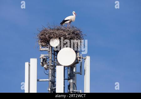 Cicogne bianche (Ciconia ciconia), che nidificano su un albero di un telefono cellulare e ignorano il pericolo di radiazioni Foto Stock