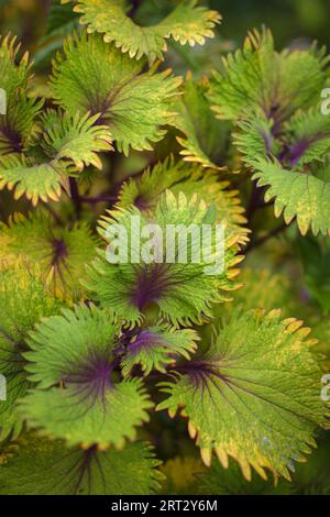 Bellissime foglie verdi in giardino. Sfondo naturale. Messa a fuoco selettiva. Foto Stock