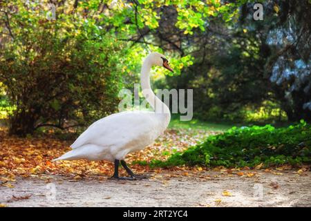 Passeggiata in cigno nel tranquillo paesaggio del Parco Lazienki di Varsavia, Polonia Foto Stock