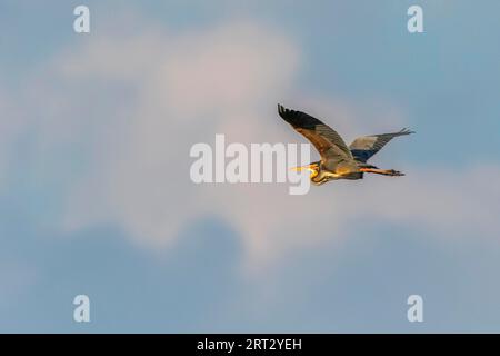 Airone viola nelle canne del Wagbachniederung vicino a Waghaeusel nel Baden-Wuerttemberg, airone viola nelle canne del Wagbachniederung Foto Stock