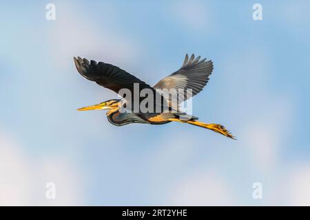 Airone viola nelle canne del Wagbachniederung vicino a Waghaeusel nel Baden-Wuerttemberg, airone viola nelle canne del Wagbachniederung Foto Stock