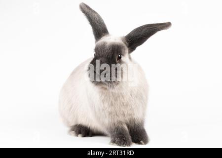 Un bellissimo coniglio mini lop su uno sfondo isolato Foto Stock