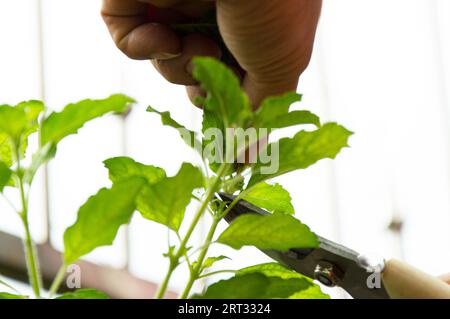 Agricoltori che raccolgono prodotti nell'orto Foto Stock