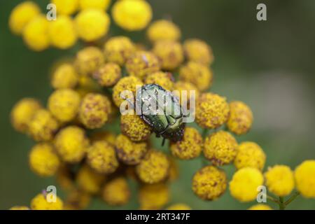 Primo piano di uno scarabeo verde lucente di una pianta. Un tansy Foto Stock